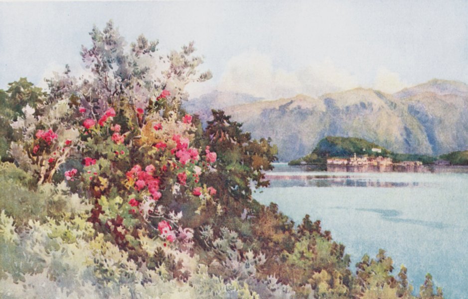Associate Product ITALY. Lake Como. Roses, Villa Carlotta, Lago di Como 1905 old antique print