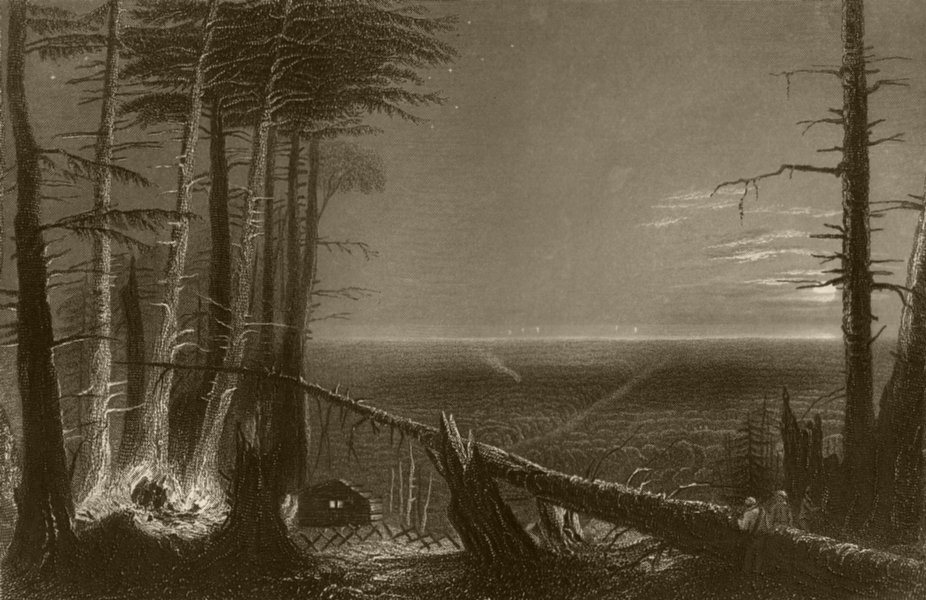 A Forest on Lake Ontario, New York. WH BARTLETT 1840 old antique print picture