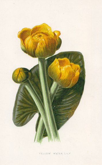 FLOWERS. Yellow Water-Lily c1895 old antique vintage print picture