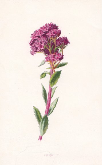 Associate Product FLOWERS. Orpine c1895 old antique vintage print picture