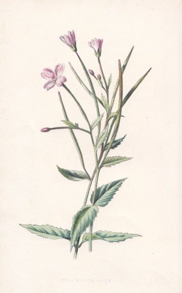 FLOWERS. Small Willow-Herb c1895 old antique vintage print picture