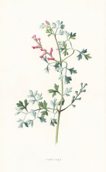 FLOWERS. Fumitory c1895 old antique vintage print picture