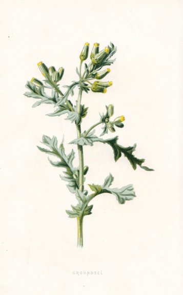 Associate Product FLOWERS. Groundsel c1895 old antique vintage print picture