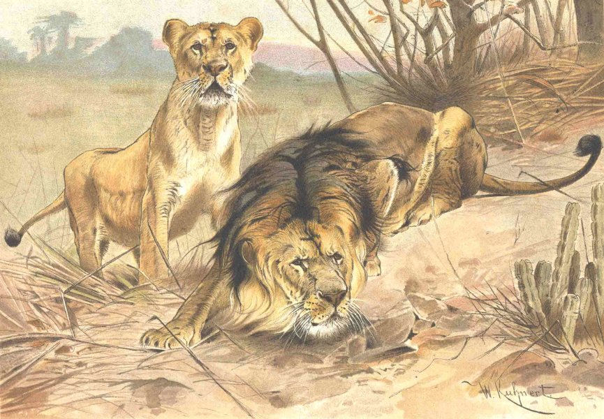 LIONS. Lion and lioness 1893 old antique vintage print picture