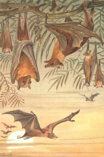 MAMMALS. Fruit-bats 1893 old antique vintage print picture