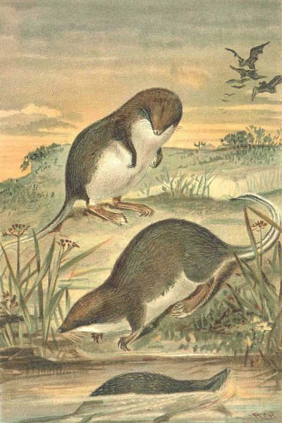 Associate Product SHREWS. Web-footed shrews 1893 old antique vintage print picture