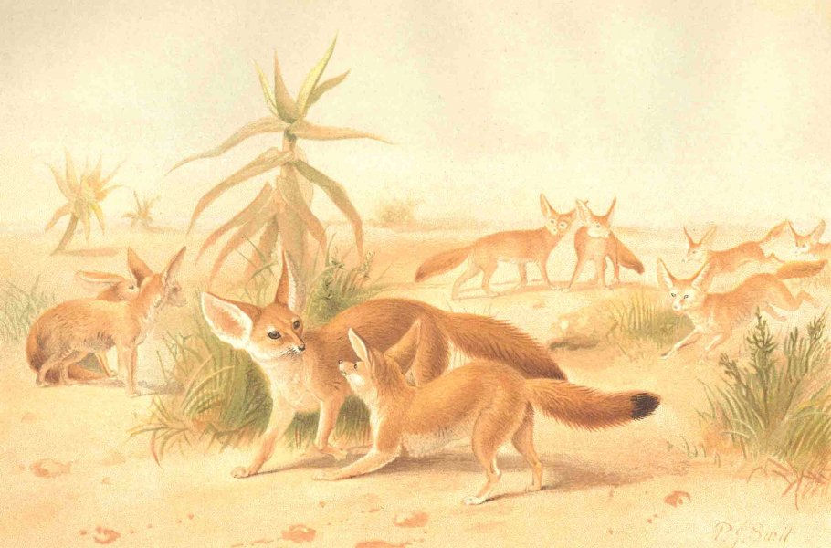 FOXES. African Fennecs 1893 old antique vintage print picture