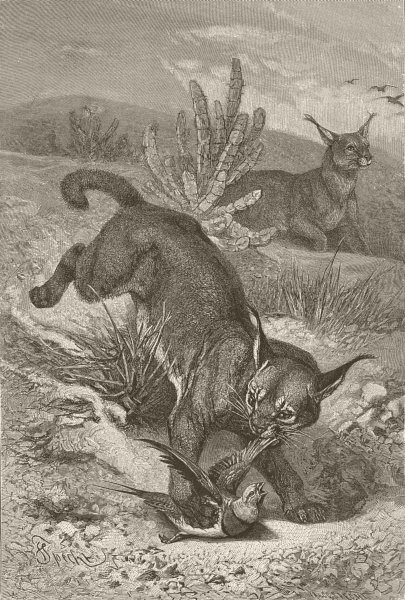 CATS. Caracals hunting 1893 old antique vintage print picture