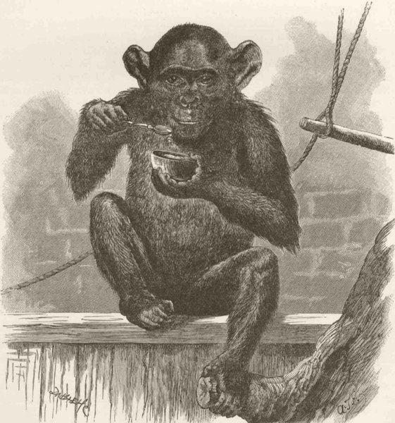 PRIMATES. The chimpanzee sally 1893 old antique vintage print picture