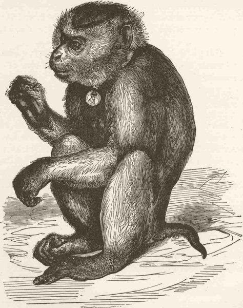 BURMA. The Burmese pig-tailed monkey 1893 old antique vintage print picture