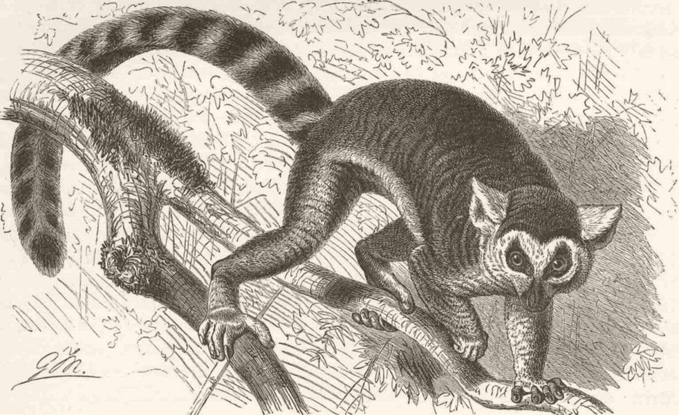 Associate Product PRIMATES. The ring-tailed lemur 1893 old antique vintage print picture