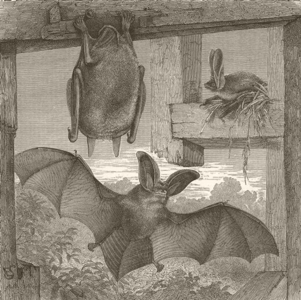 BATS. The long-eared bat 1893 old antique vintage print picture