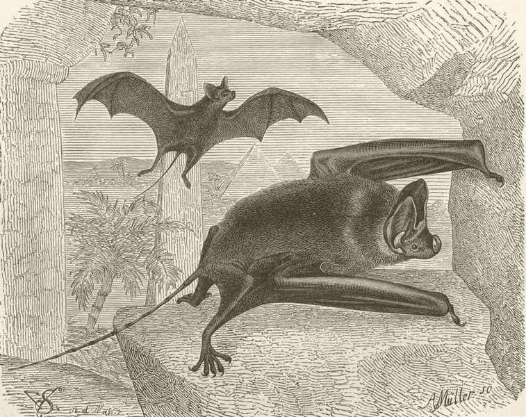 BATS. Long-tailed bat 1893 old antique vintage print picture