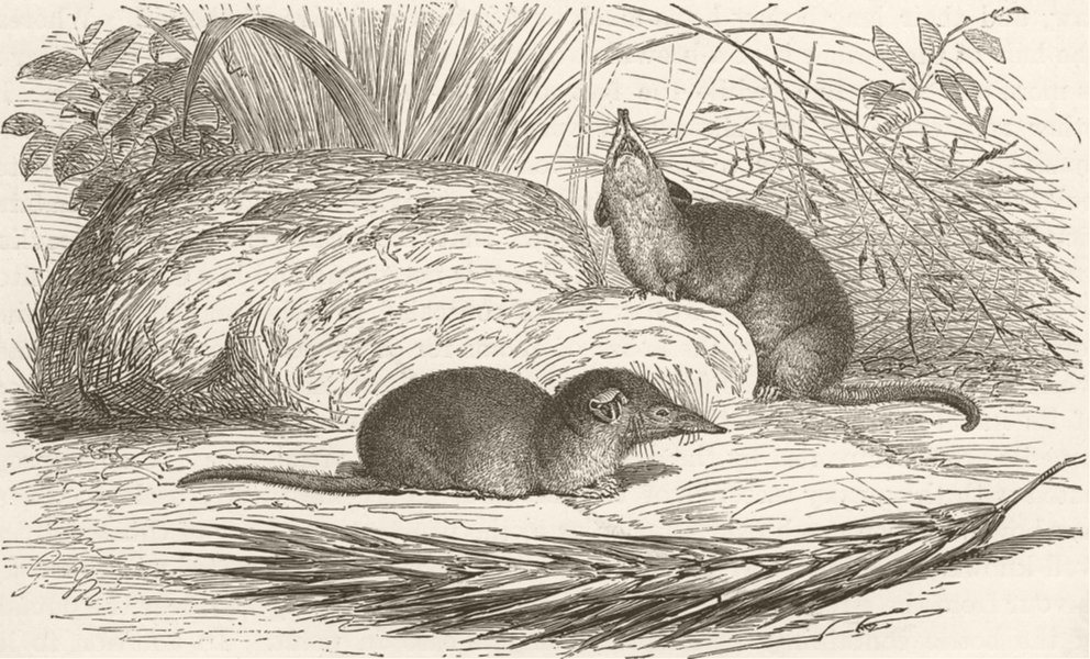 SHREWS. The common musk-shrew 1893 old antique vintage print picture