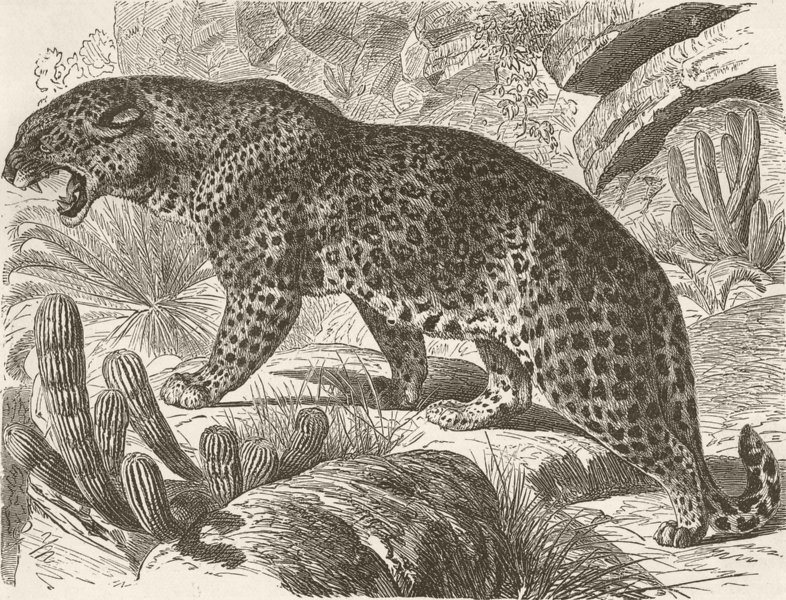 LEOPARDS. The leopard 1893 old antique vintage print picture