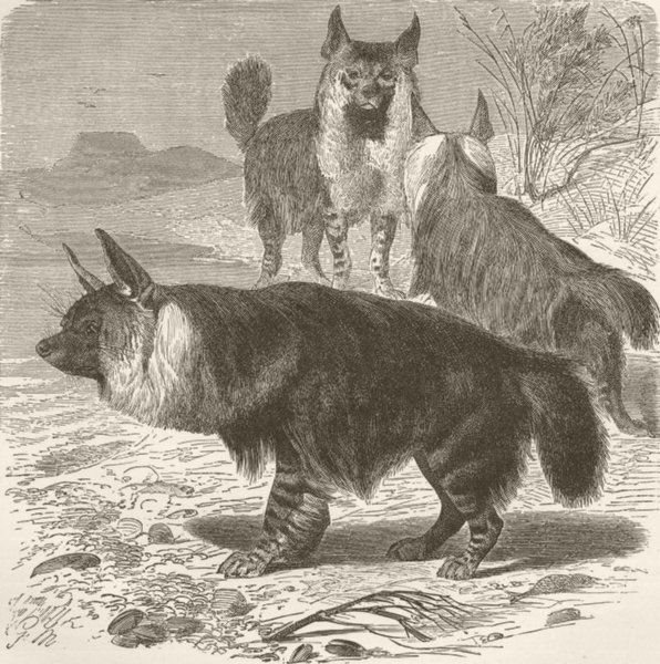 Associate Product CARNIVORES. The brown hyaena 1893 old antique vintage print picture