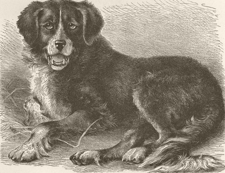 CANADA. Newfoundland dog 1893 old antique vintage print picture