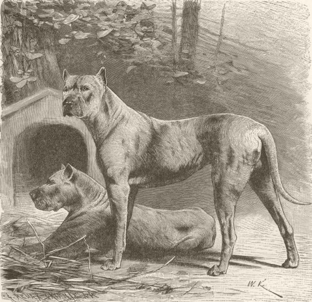 Associate Product CARNIVORES. German boarhounds 1893 old antique vintage print picture