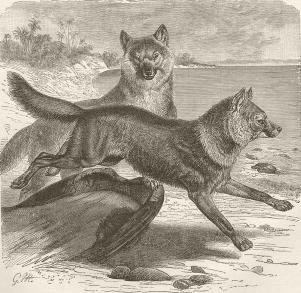 DOGS. Malay wild dog 1893 old antique vintage print picture