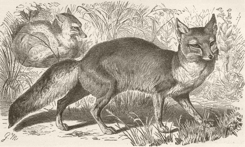 FOXES. The Corsac fox 1893 old antique vintage print picture