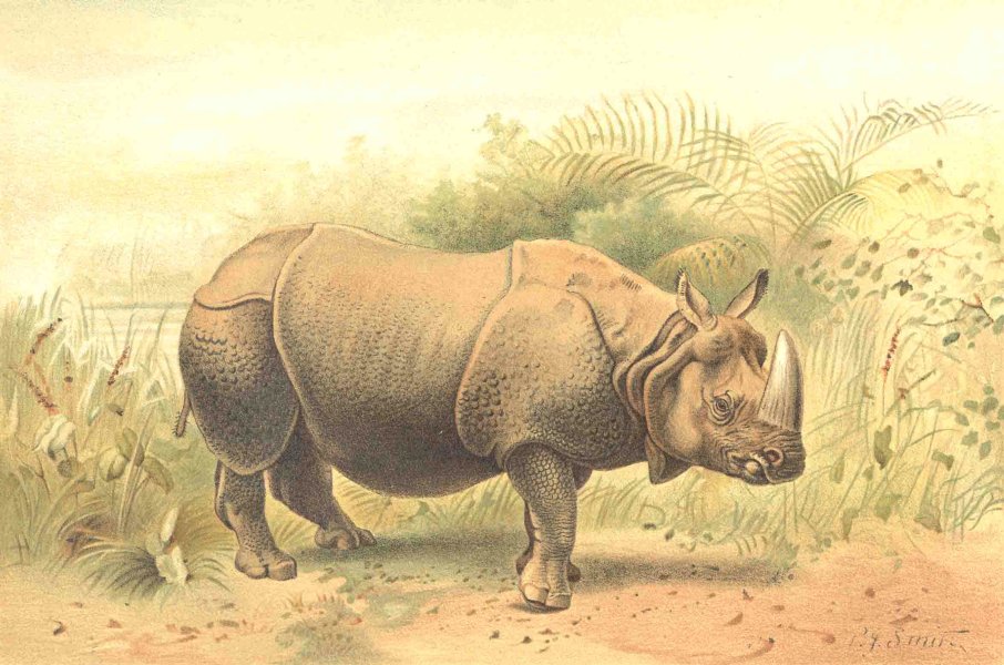 INDIA. Indian rhinoceros 1894 old antique vintage print picture