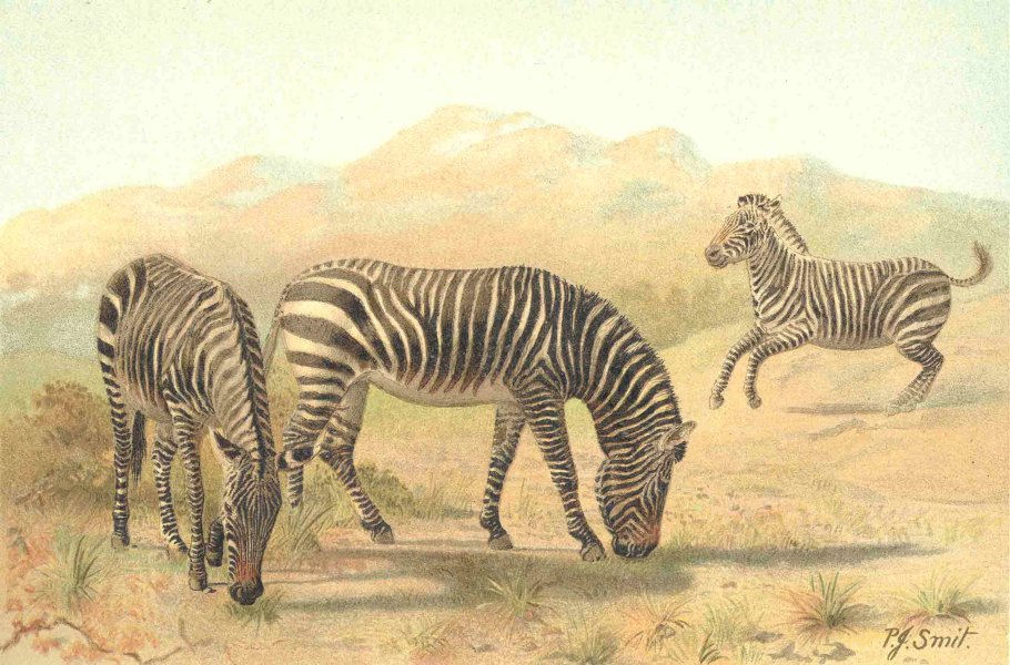 ANIMALS. Zebra 1894 old antique vintage print picture