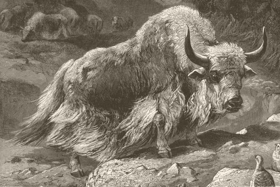 Associate Product ANIMALS. Domestic yak 1894 old antique vintage print picture