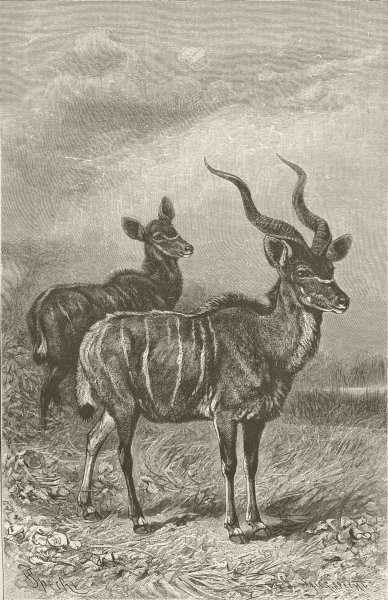 ANTELOPES. Male and female kudu 1894 old antique vintage print picture