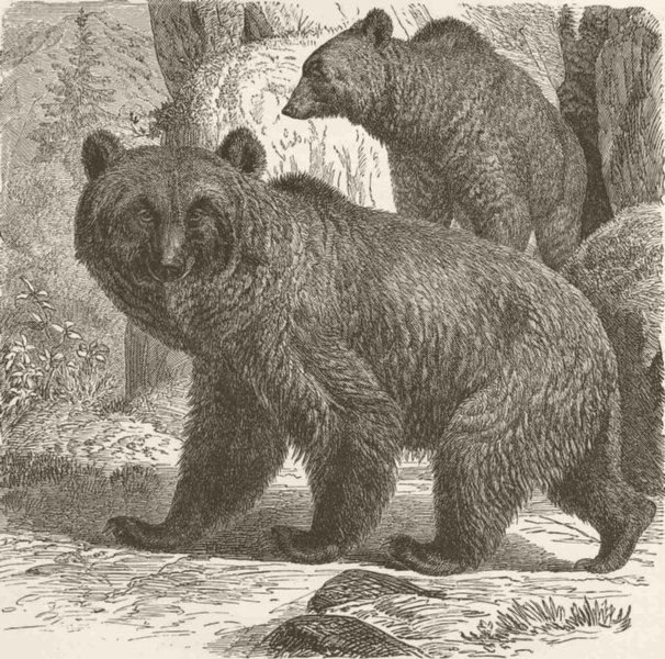 ANIMALS. The brown bear 1894 old antique vintage print picture