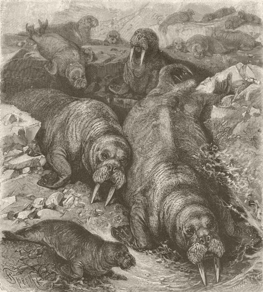 Associate Product CARNIVORES. Walruses on the ice 1894 old antique vintage print picture