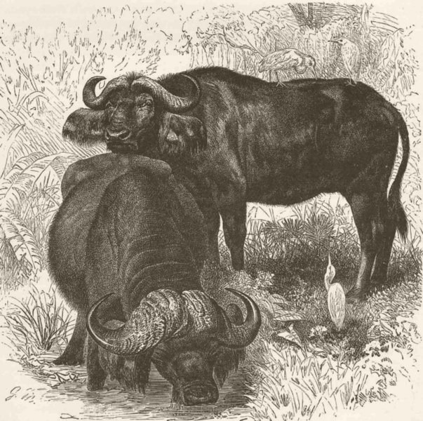Associate Product UNGULATES. Cape buffalo 1894 old antique vintage print picture