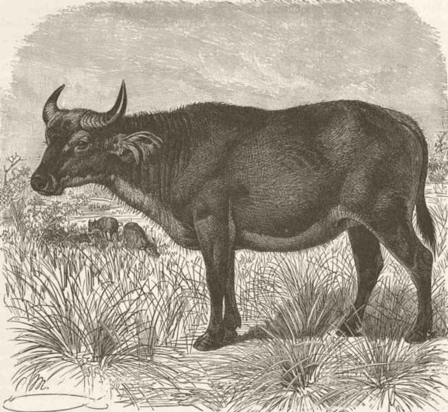Associate Product SIERRA LEONE. Short-horned buffalo, variety 1894 old antique print picture