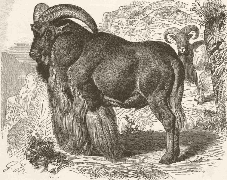 SHEEP. The Barbary sheep 1894 old antique vintage print picture