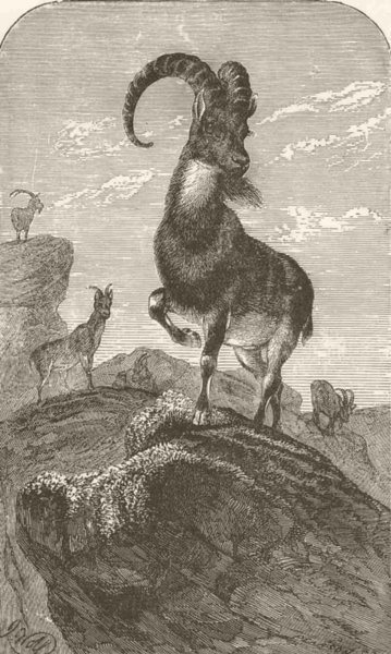 GOATS. Arabian ibex 1894 old antique vintage print picture