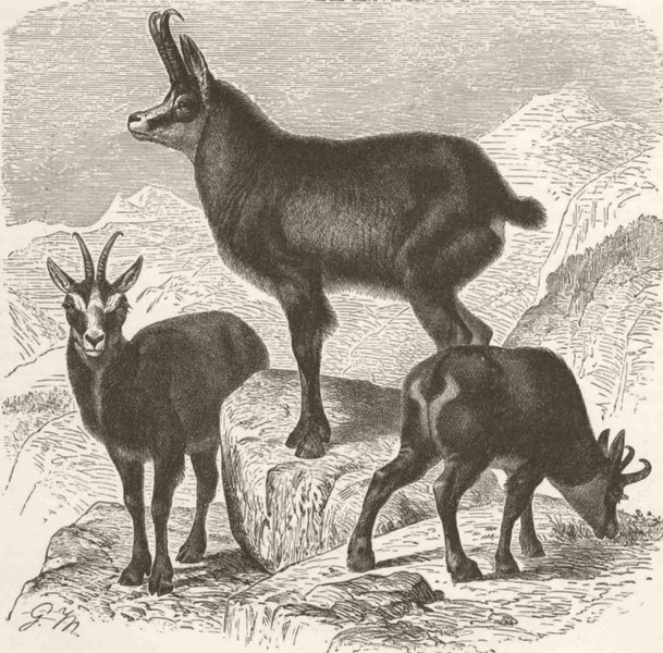 GOATS. The chamois 1894 old antique vintage print picture