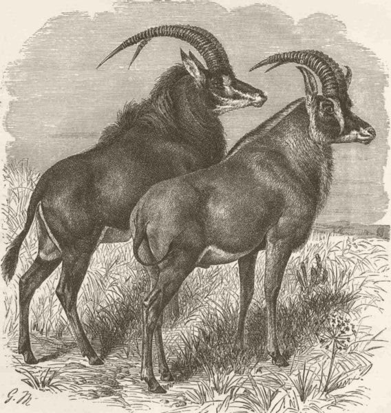 Associate Product ANTELOPES. Sable antelope & roan 1894 old antique vintage print picture