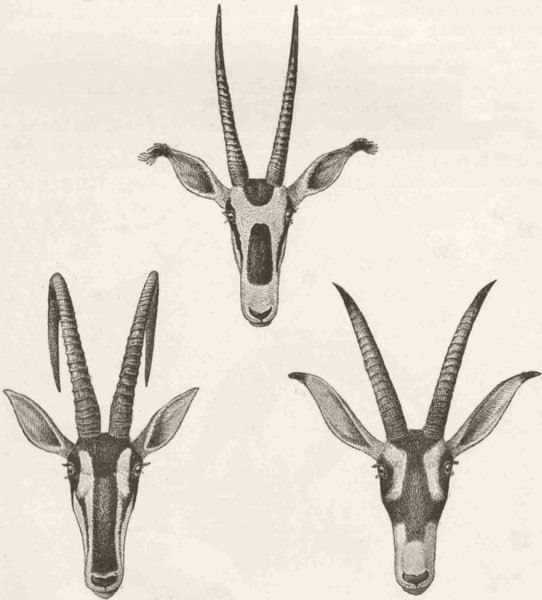 Associate Product ANTELOPES. Sable antelope; fringe-eared oryx; roan 1894 old antique print