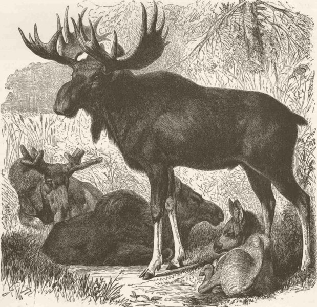 FAMILY. A family of elk 1894 old antique vintage print picture
