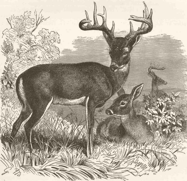 DEER. Virginian deer 1894 old antique vintage print picture