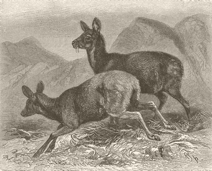 Associate Product DEER. Male and female musk deer 1894 old antique vintage print picture