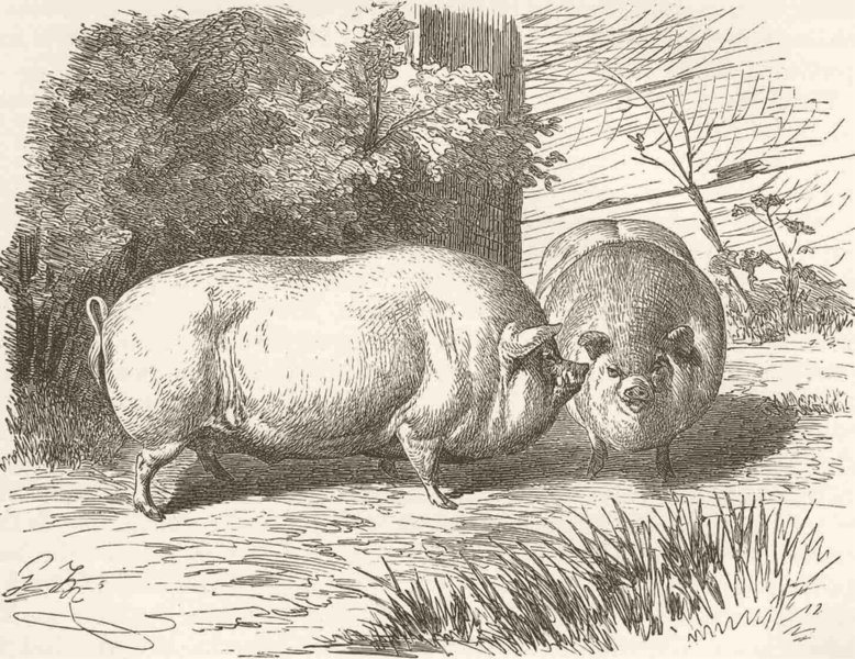 Associate Product PIGS. Dwarf Chinese pig 1894 old antique vintage print picture