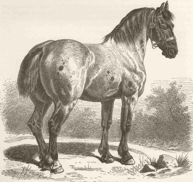 HORSES. Cart-horse 1894 old antique vintage print picture