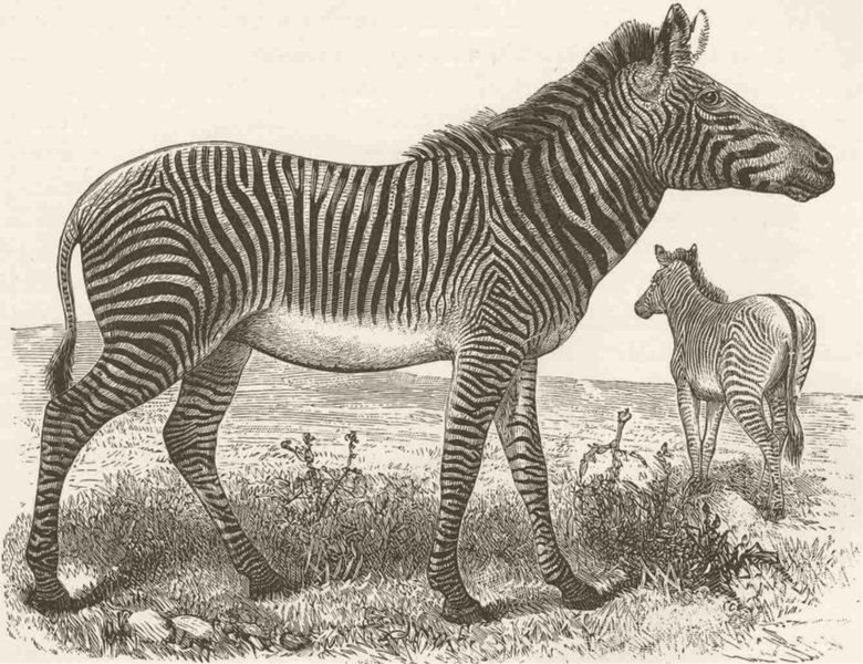 ANIMALS. Grevy's zebra 1894 old antique vintage print picture