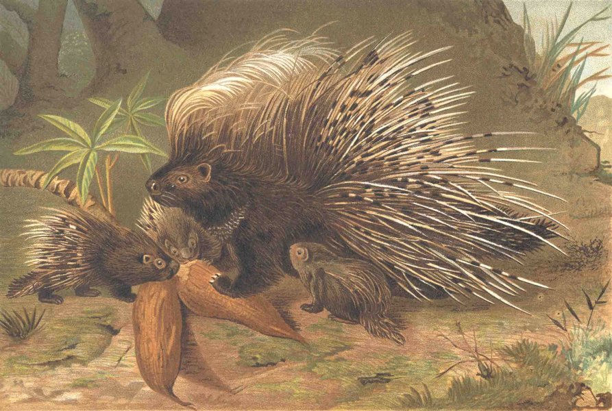 ANIMALS. Crested porcupine 1894 old antique vintage print picture
