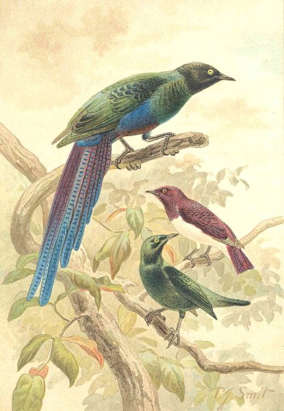 Associate Product BIRDS. Glossy starlings 1894 old antique vintage print picture