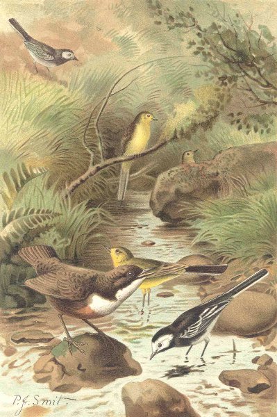 BIRDS. Dipper, Pied Wagtail & Yellow Wagtail 1894 old antique print picture