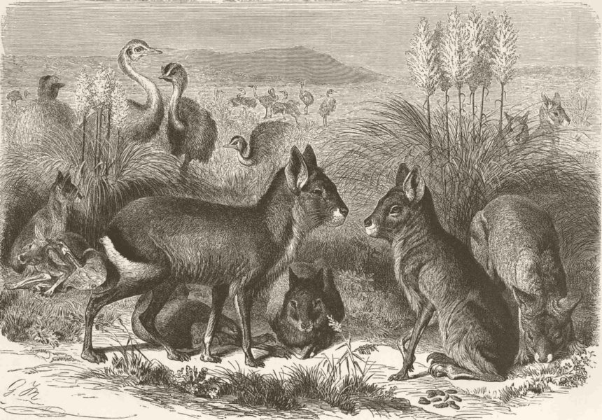 Associate Product BIRDS. a scene in South America with Rheas & Patagonian Cavies 1894 old print