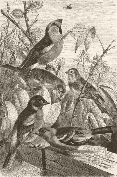 Associate Product FINCHES. Hawfinch; Greenfinch; Linnet; Brambling; Chaffinch 1894 old print