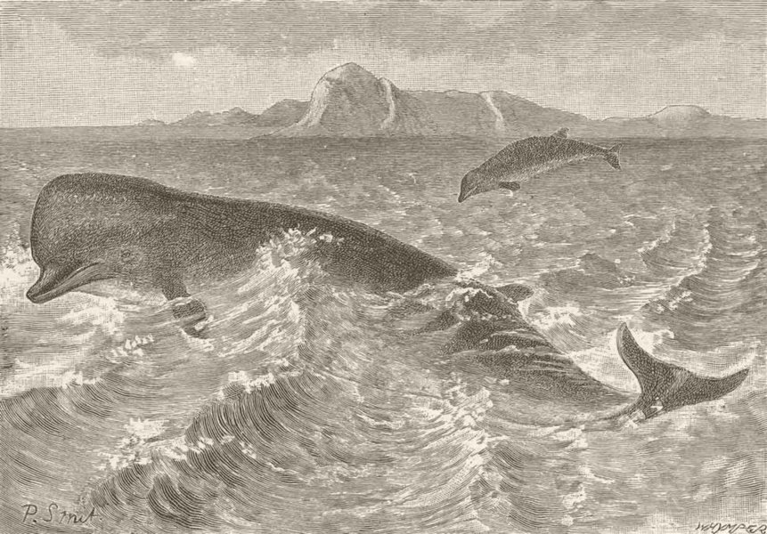 WHALES. Bottlenose-whale 1894 old antique vintage print picture