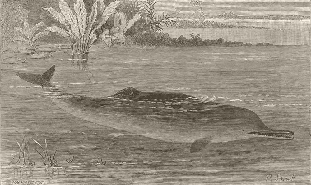 CETACEANS. The Gangetic dolphin. Ganges. India 1894 old antique print picture
